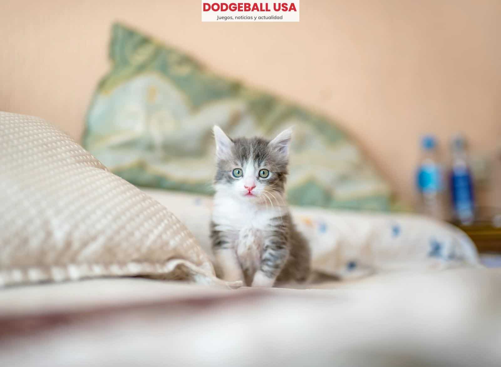 El lenguaje secreto de los gatos
