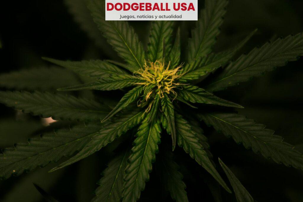 variedades más demandadas de flores de CBD