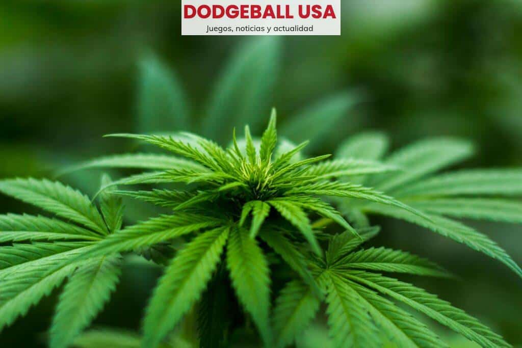 variedades de flores de CBD