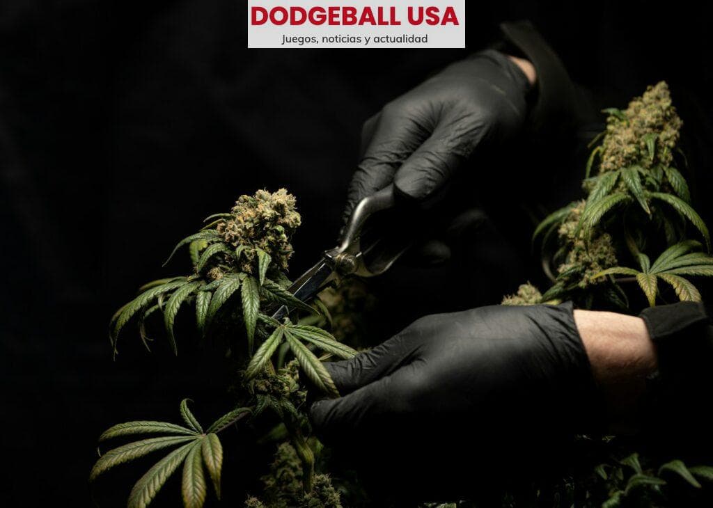 Las variedades más demandadas de flores de CBD