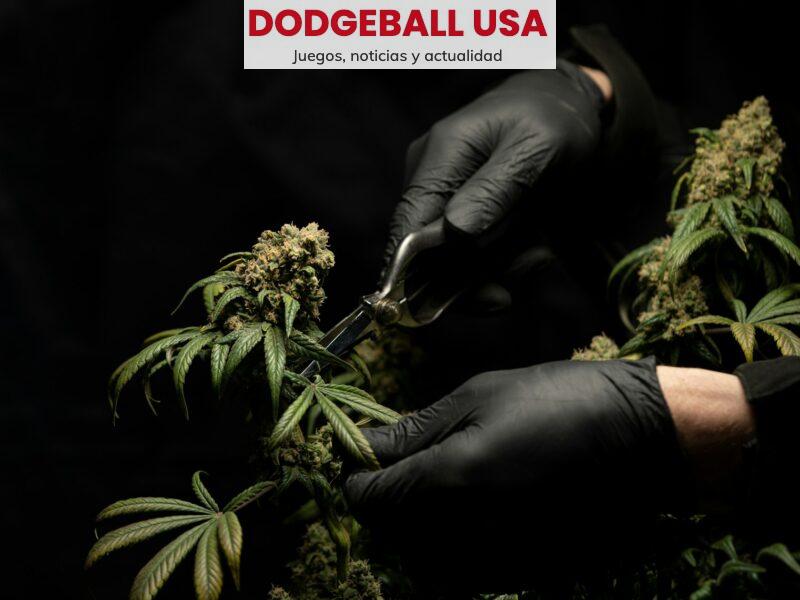 Las variedades más demandadas de flores de CBD
