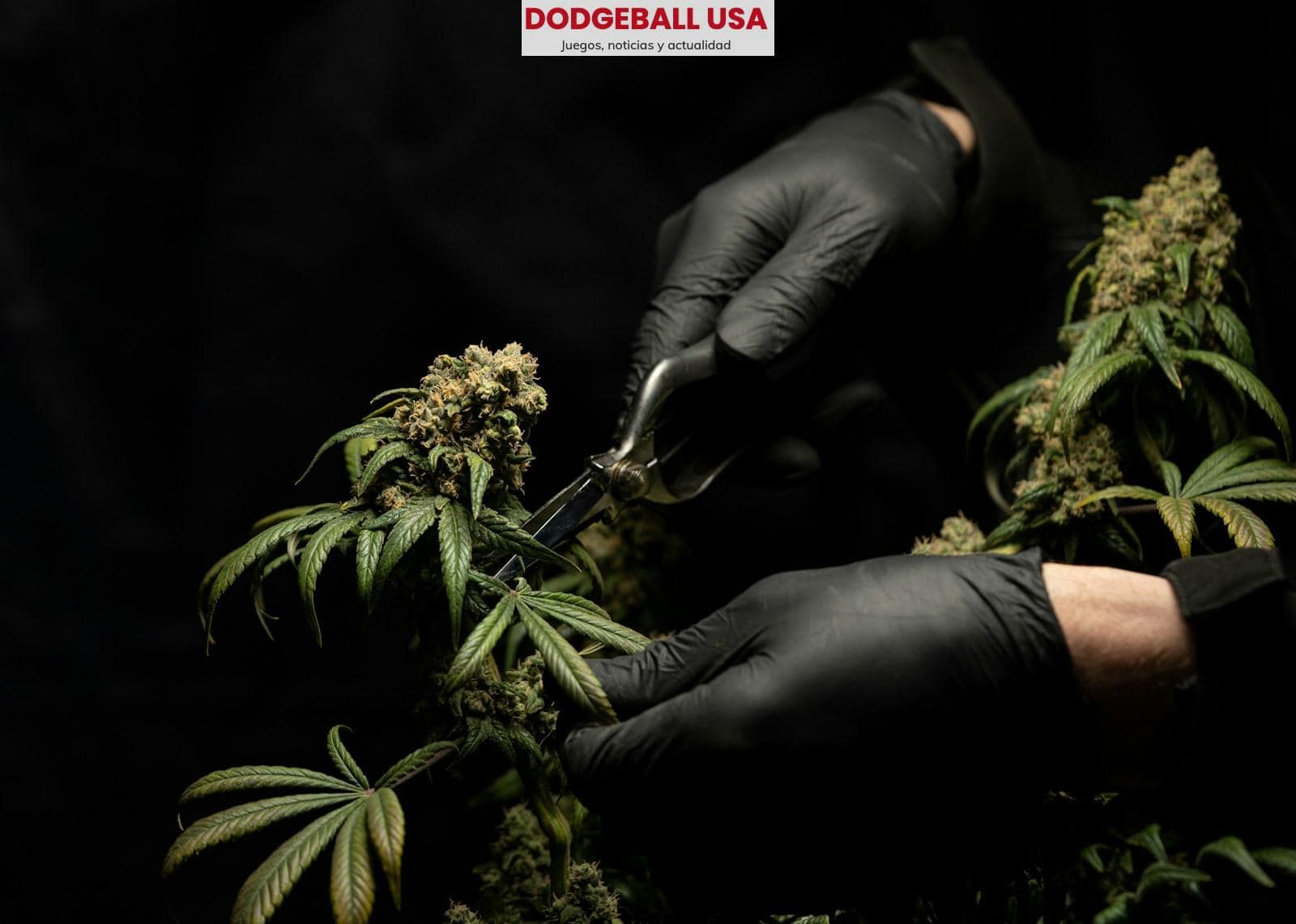Las variedades más demandadas de flores de CBD